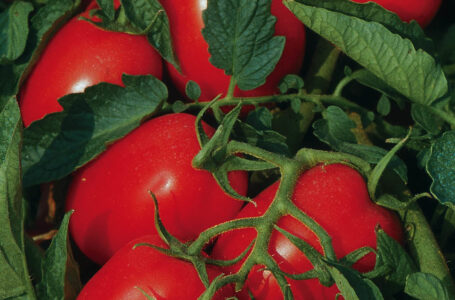 DOP Pomodoro di Puglia: per le associazioni agricole il risultato di un buon lavoro di squadra del territorio. Ora lavoriamo per un equo compenso su tutta la filiera